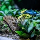 Papilonia – unikátní motýlí dům v Praze